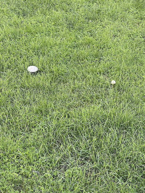 Two little mushrooms in the green grass