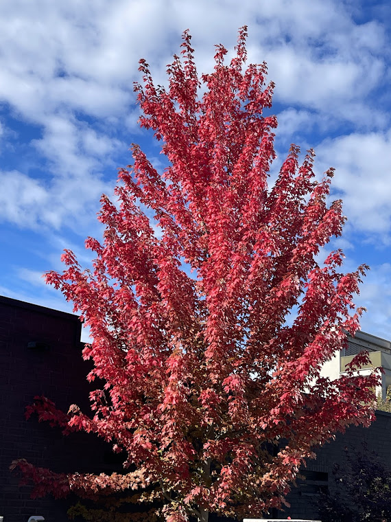 Photo of the tree with red leaves
